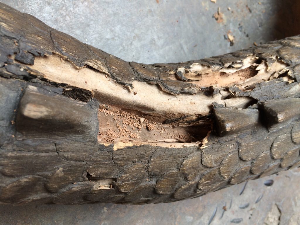 restauration d'un dragon en bois.